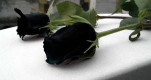 وطن الشهداء.. وحدهم الشهداء لم يتحدّثوا كثيرا