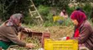 في عيد العمّال: واقع النساء مازال مريرا..