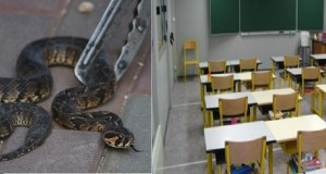 أفعى في مخبر علوم بأحد المعاهد