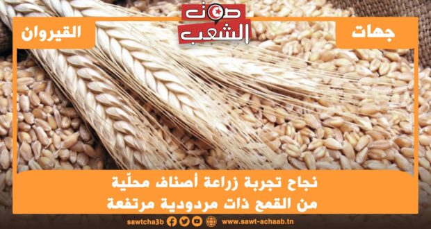 القيروان: نجاح تجربة زراعة أصناف محلّية من القمح ذات مردودية مرتفعة