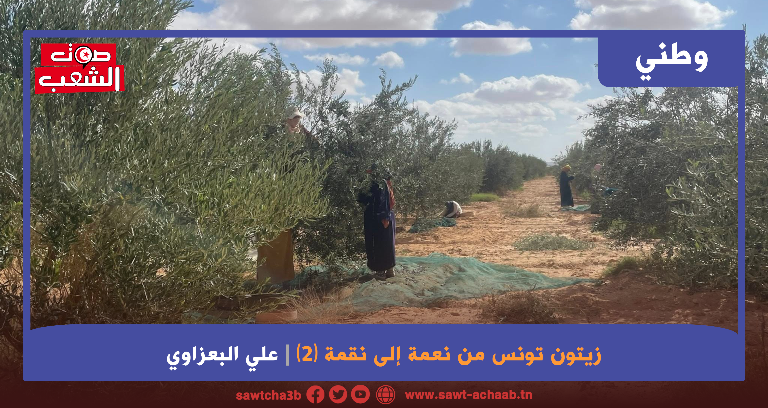 زيتون تونس من نعمة إلى نقمة (2)