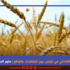 الأمن الغذائي في تونس بين الشّعارات والواقع