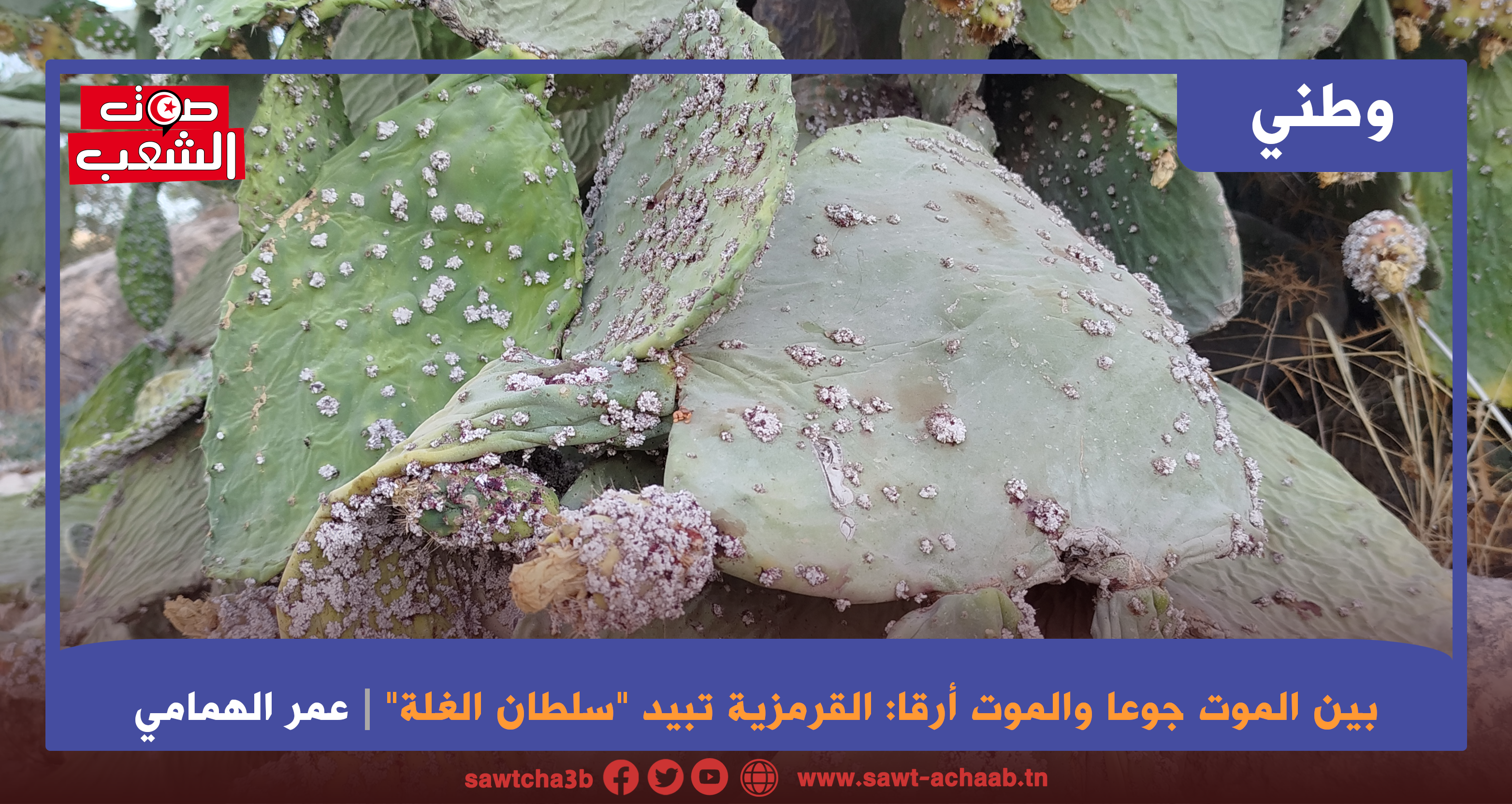 بين الموت جوعا والموت أرقا: القرمزية تبيد “سلطان الغلة”