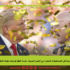 من كولوسيوم روما القديمة إلى المستطيلات الخضراء في العصر الحديث: عندما تُلطّخ الرياضة بلوثة المال الفاسد